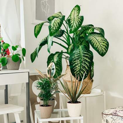 گوشه‌ای از یک فضای کاری با گیاهان گلدانی