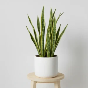 سانسوریا ابلق