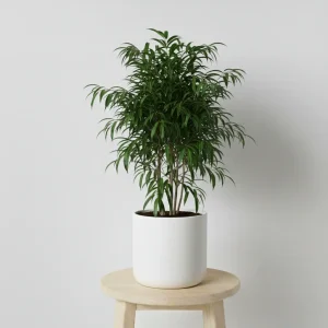 فیکوس آمستل