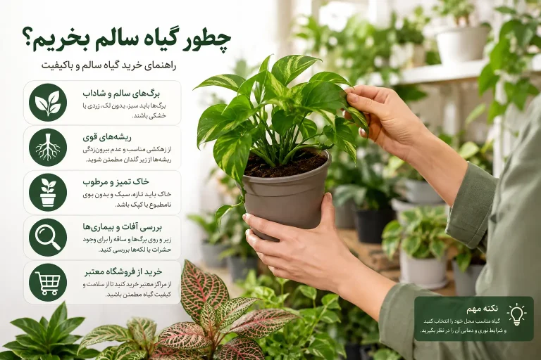 چطور گیاه سالم بخریم؟
