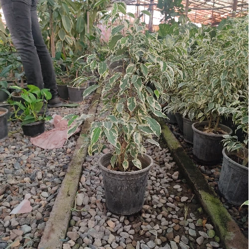 بنجامین ابلق