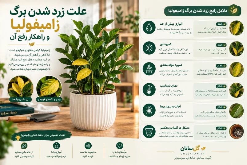 علت زرد شدن برگ زامیفولیا؛ راهنمای جامع و تخصصی درمان