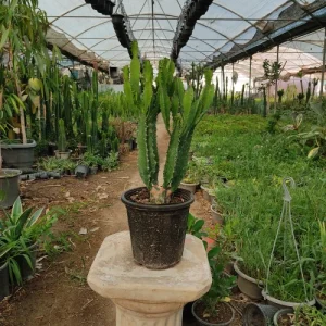افوربیا اشکی