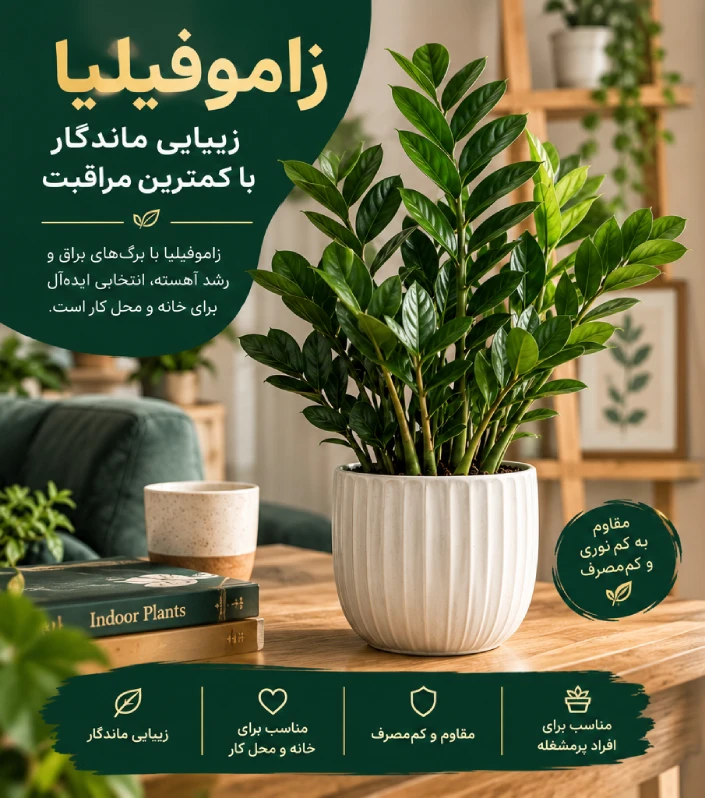 برگ زامیفولیا