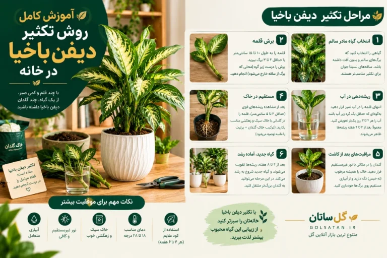 آموزش کامل روش تکثیر دیفن باخیا در خانه