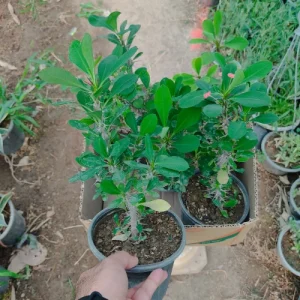 مرجان